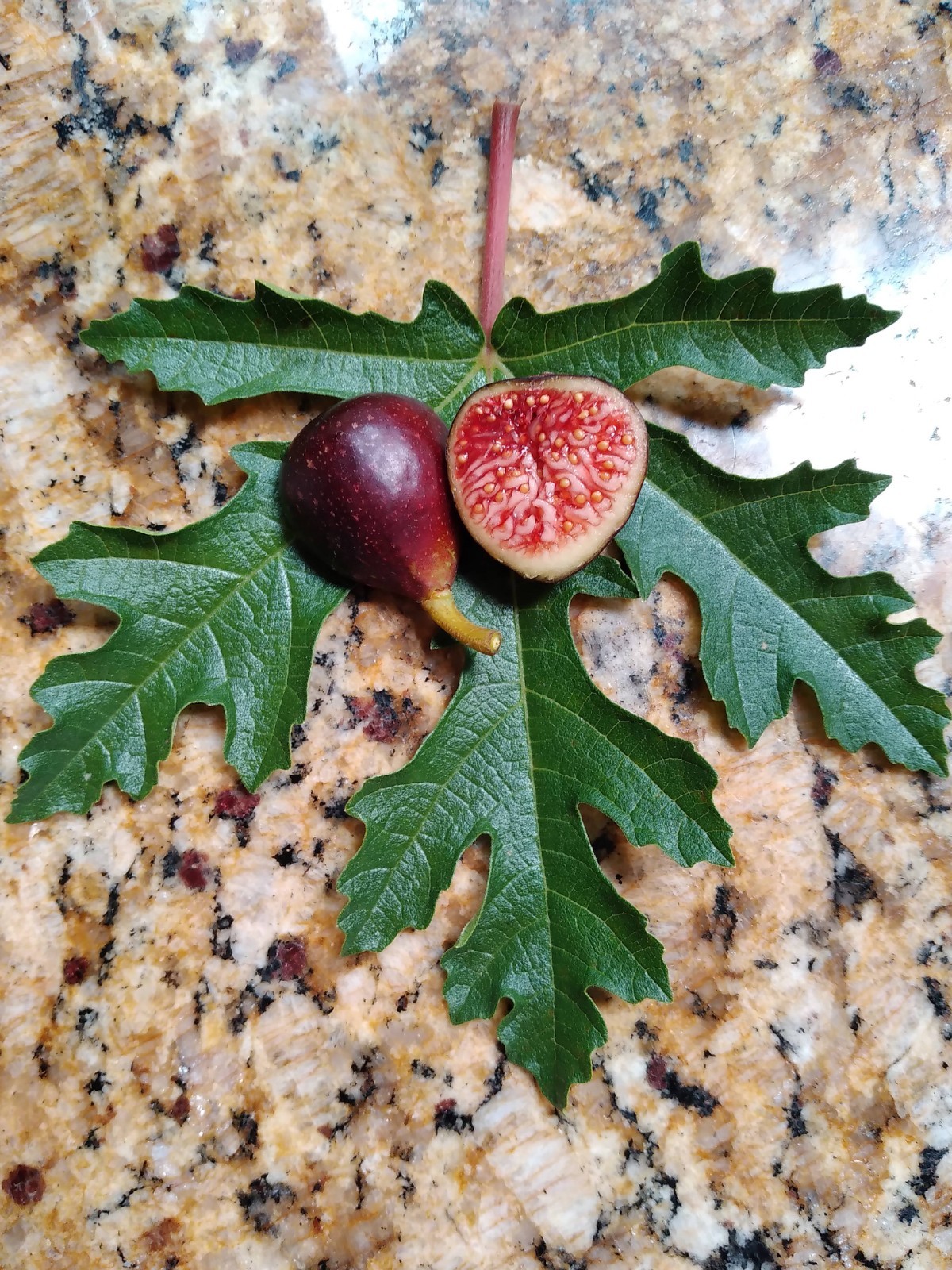 Fresh Fig Tree Cuttings – Select Variety – Many Top Tier Figs to Choose From