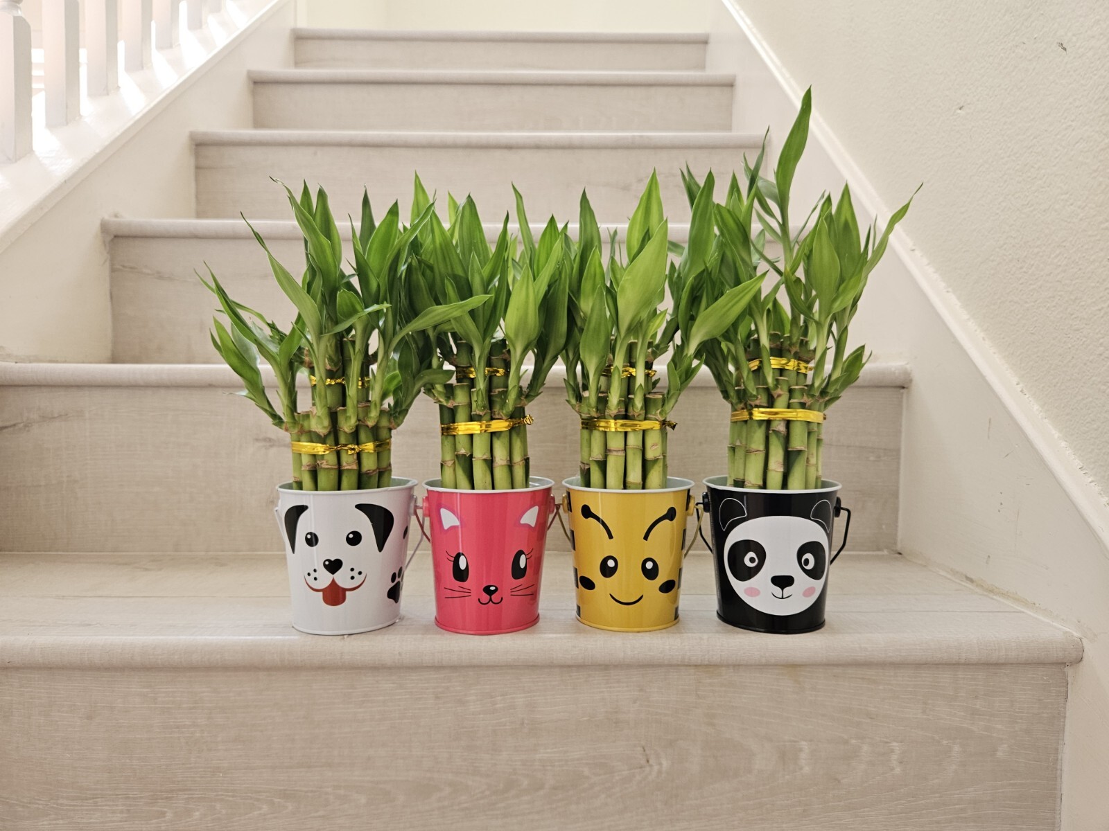10 LUCKY BAMBOO PLANTS 4″ Free Butterfly Stake, Christmas Gift, Feng Shui