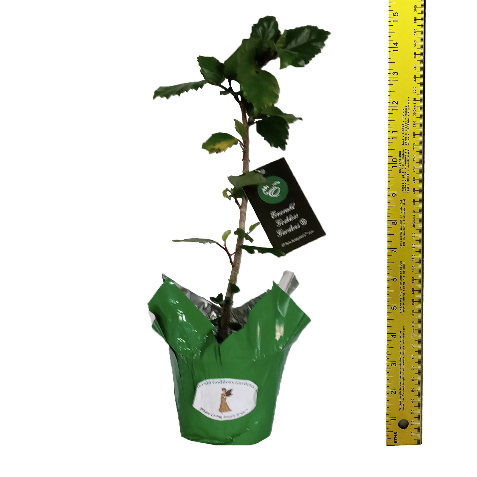 PRIDE OF HANKINS Tropical Hibiscus Bush Plant Triple Fuchsia Salmon Pink Bloom