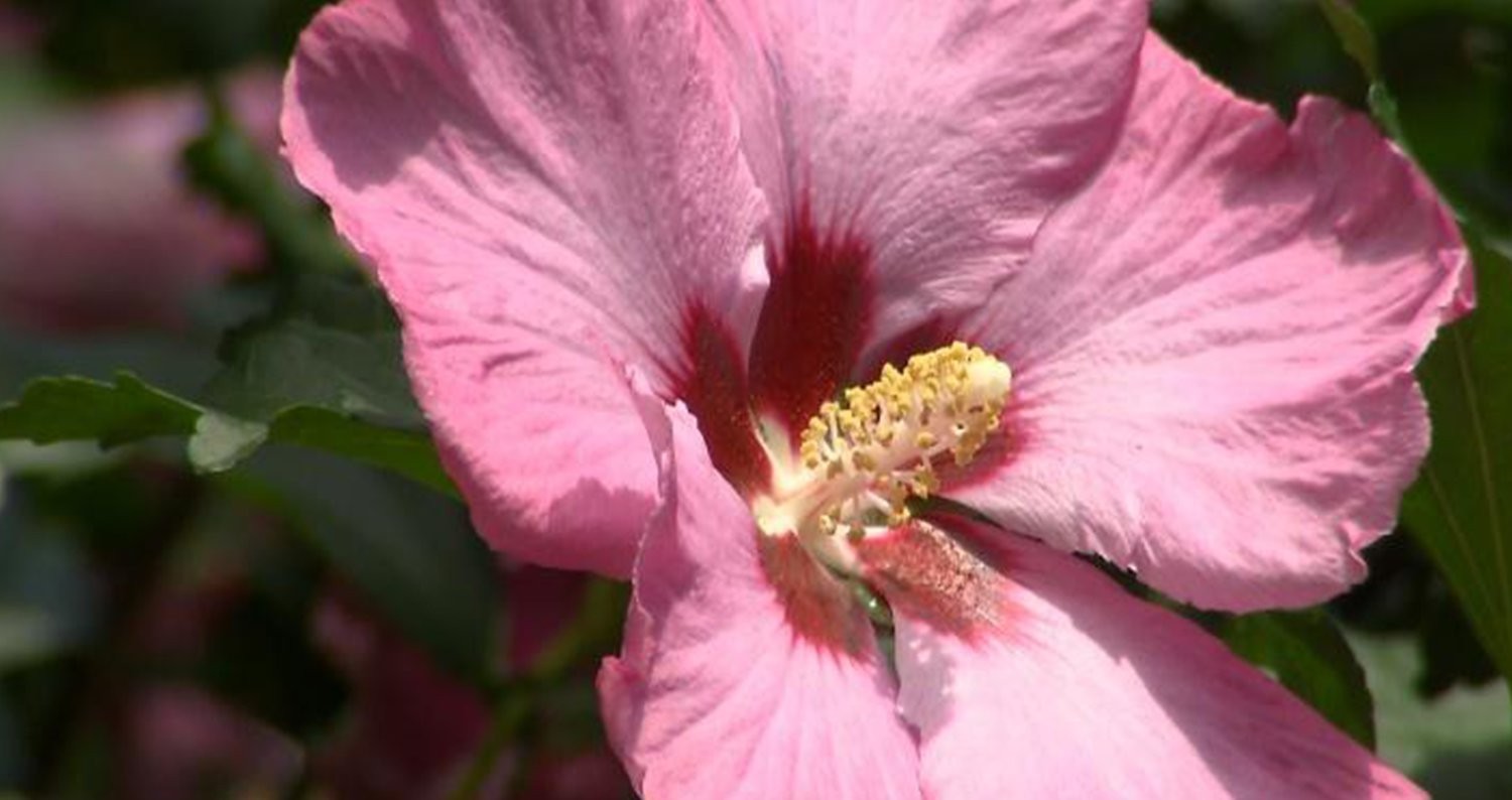 Aphrodite Hibiscus, Rose of Sharon, Pink Flowers 1 Live Plant in 3.5 Inch Pot