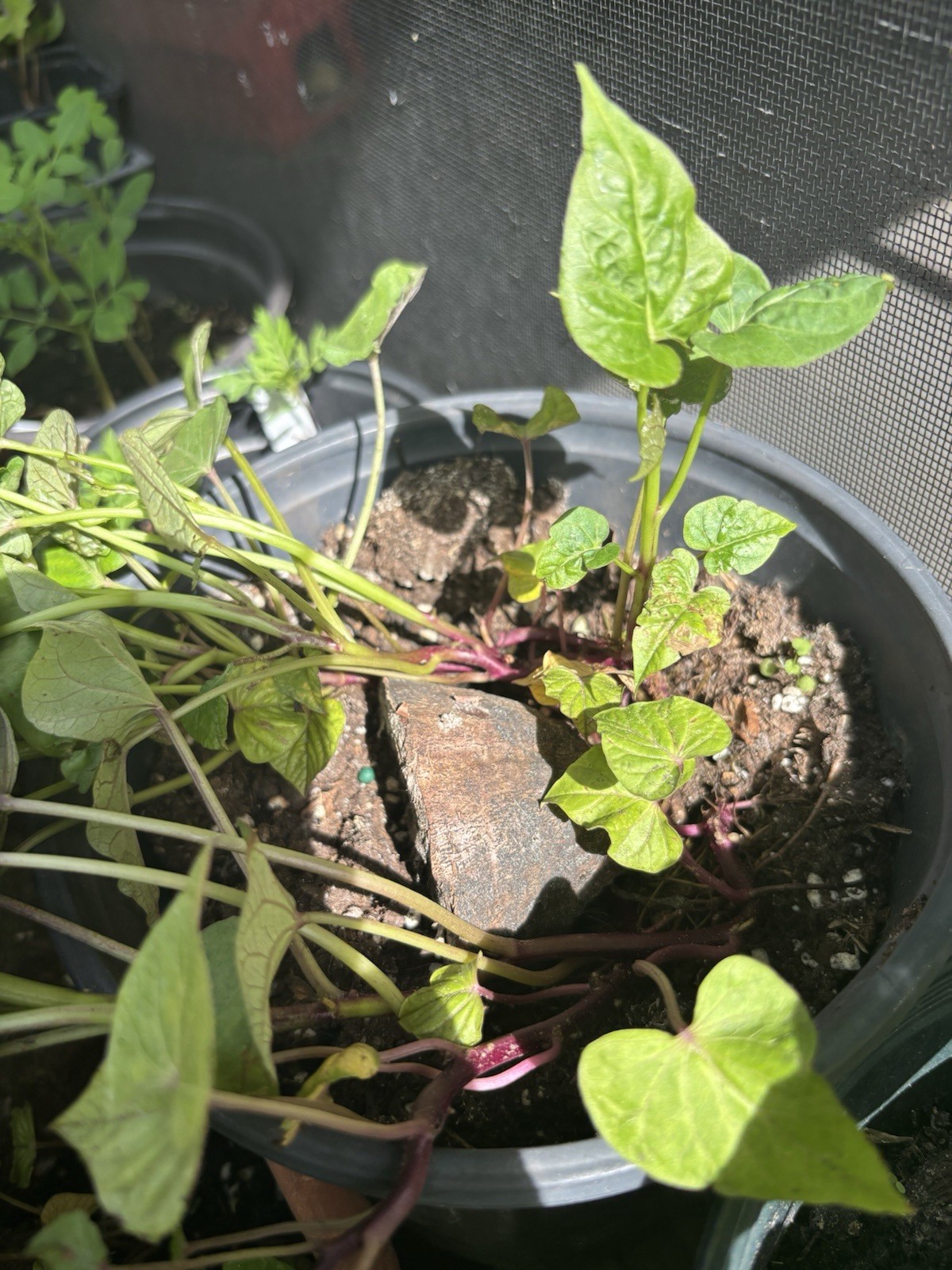 10 Purple Sweet Potato Slips Rooted Cuttings Plants Okinawa Khoai Lang Tím