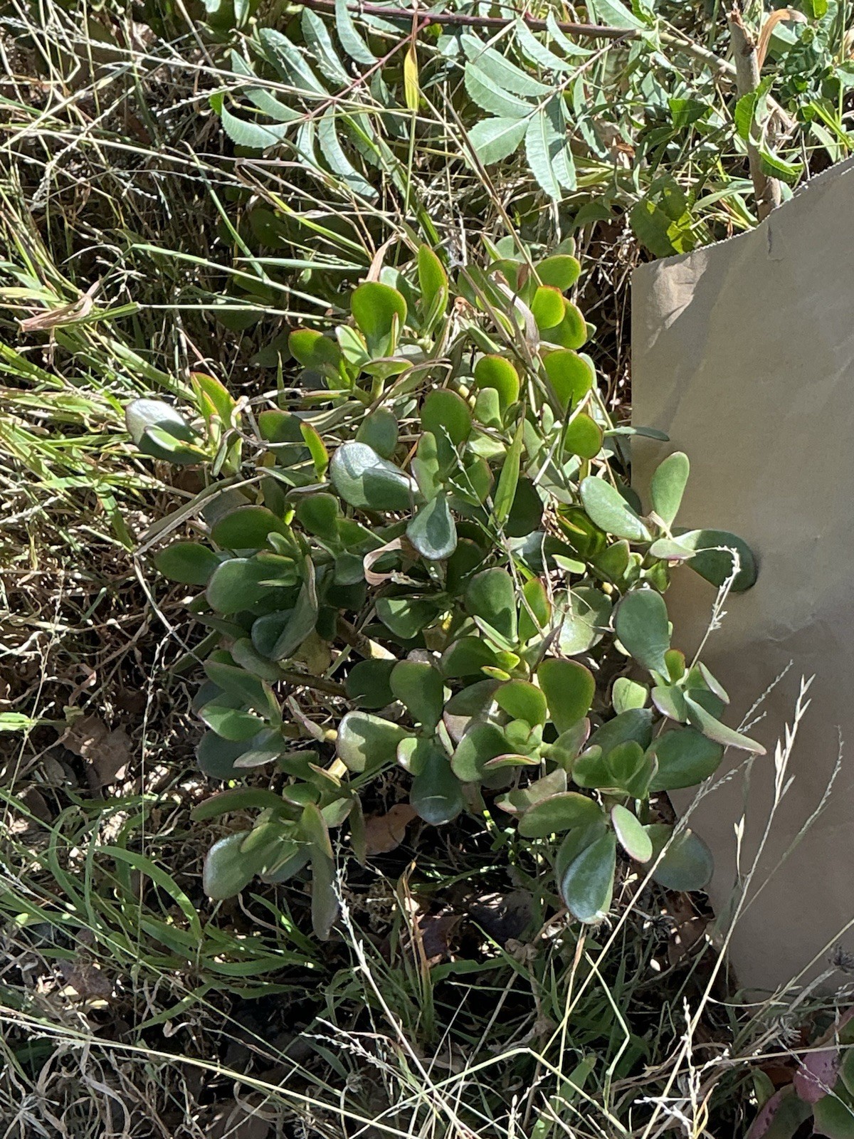 healthy jade plant with roots, Around 16” To 17” tall, rooted