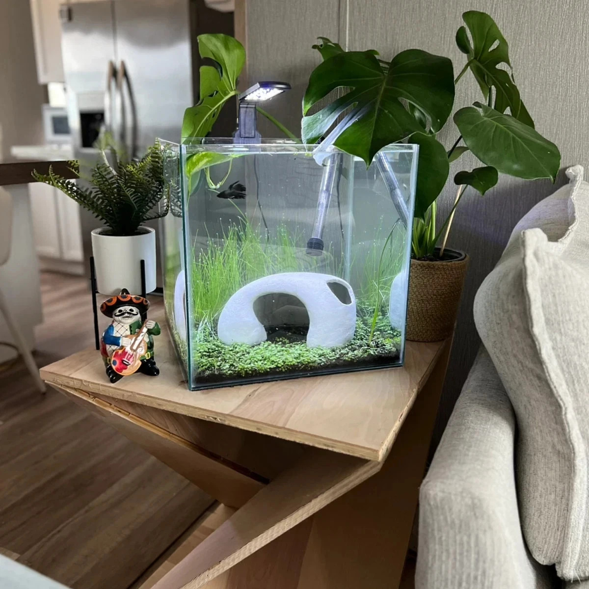 500Pcs Big Cow Hair Grass Seeds Aquarium Aquatic Plant for Tank USA Seller