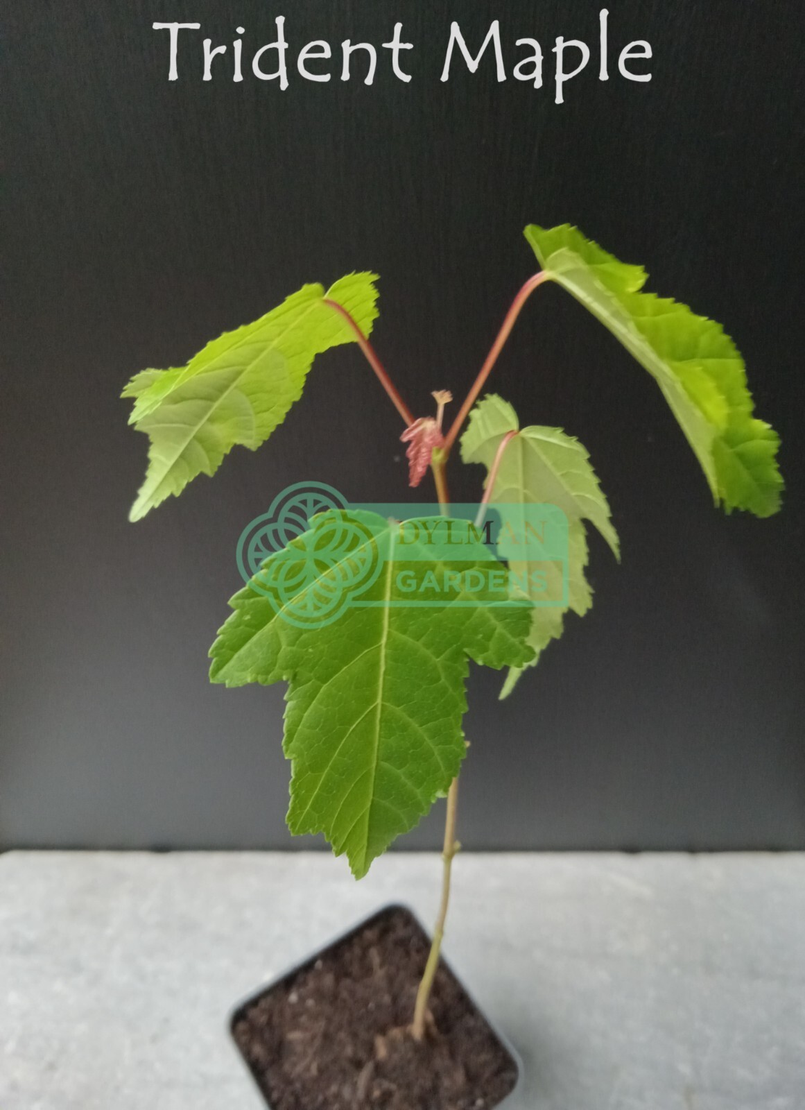Trident Maple Tree (Acer buergerianum) – Bonsai – Live Plant – Multiple Sizes