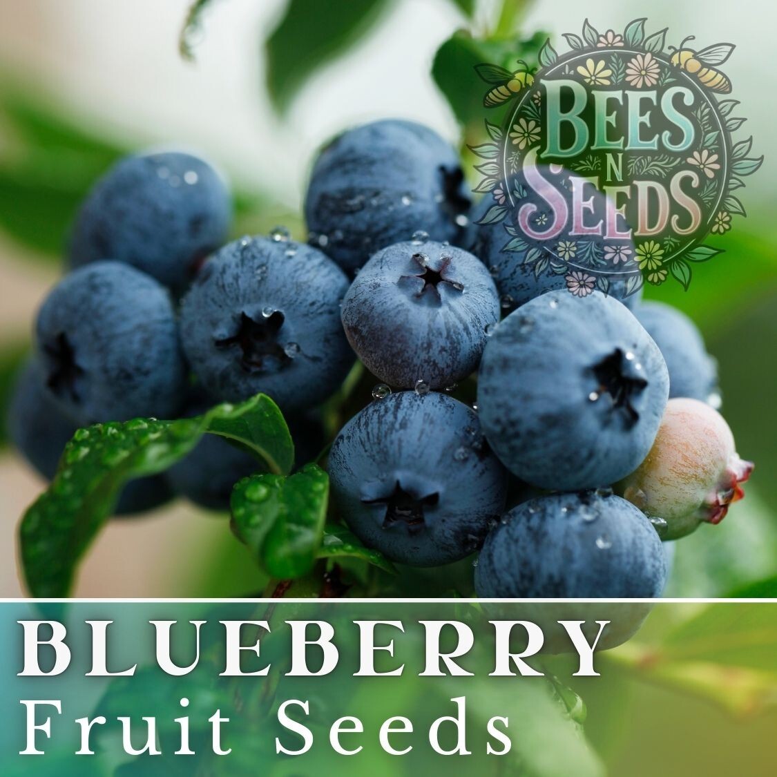 Blueberry Seeds 200, 750 or 3,200 Seeds Fruit Seeds, Non GMO, Bulk Seeds, Berry