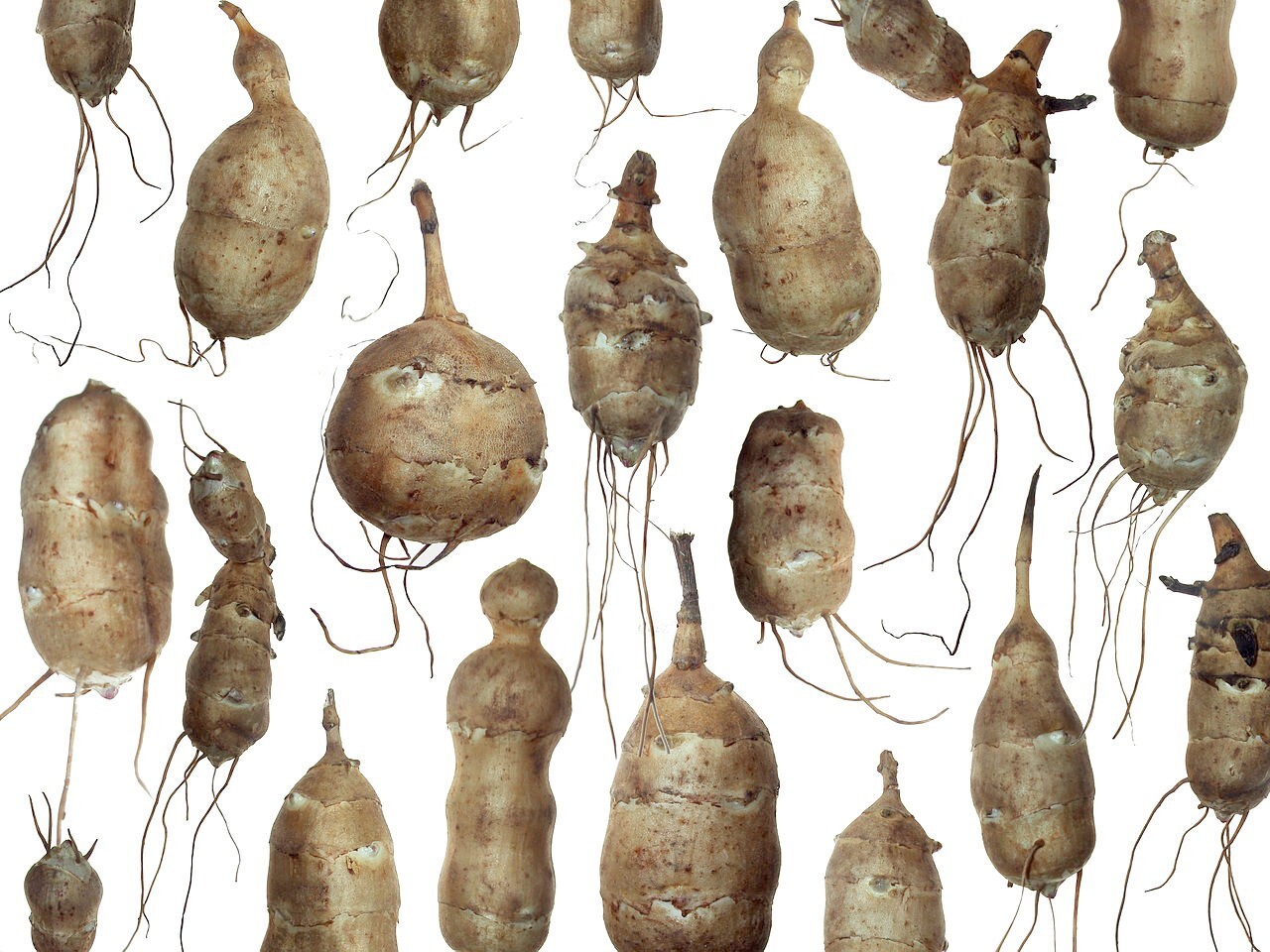 10 tubers Jerusalem Artichoke Organic Tubers – Sunchokes, Sun root, Earth Apple