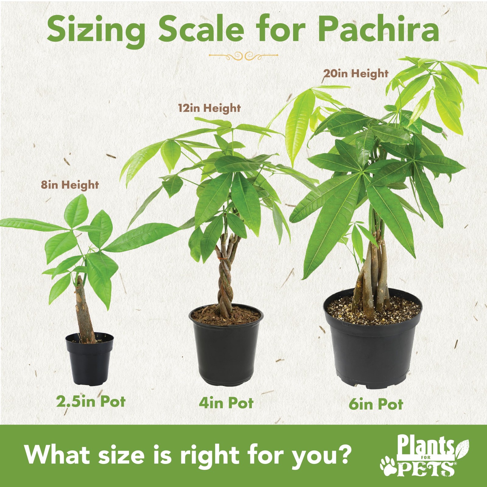 Live Money Tree Houseplant In 6 Grower Pot Air Purifying Pet Friendly Plant