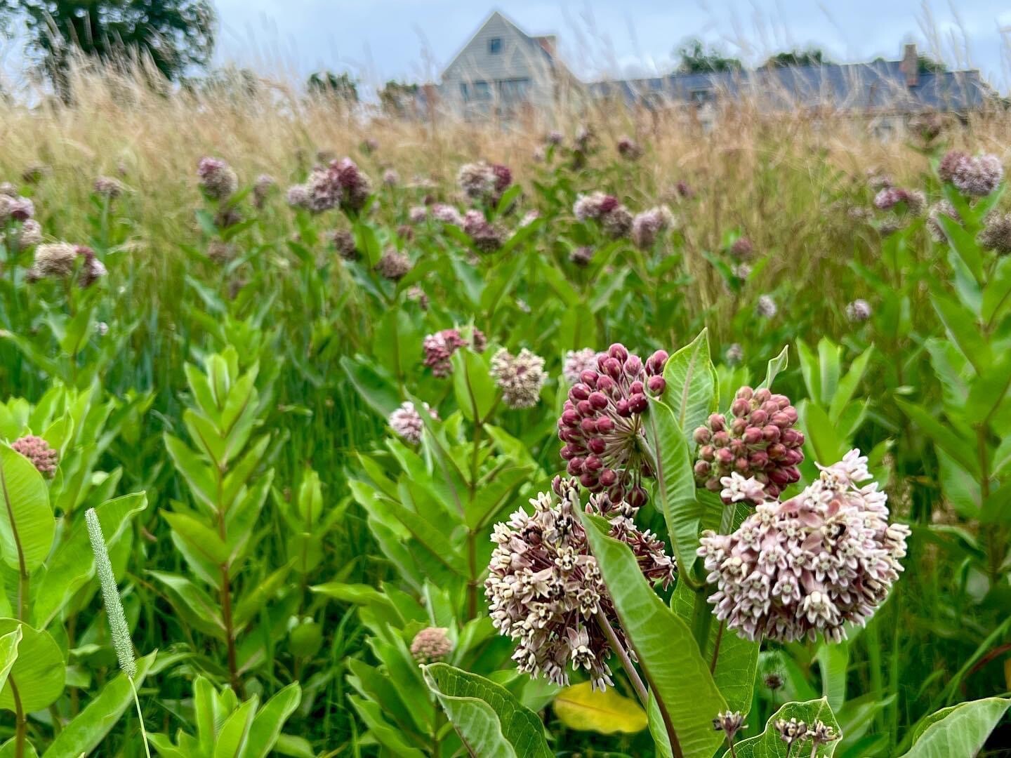 Common Milkweed 100+ seeds (Asclepias syriaca) Help Monarch Butterflies