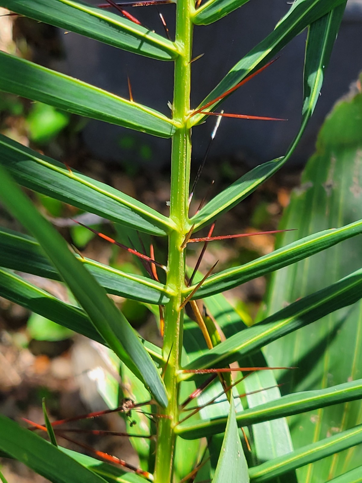 Acrocomia aculeata Palm Tree in 2 Gallon Container