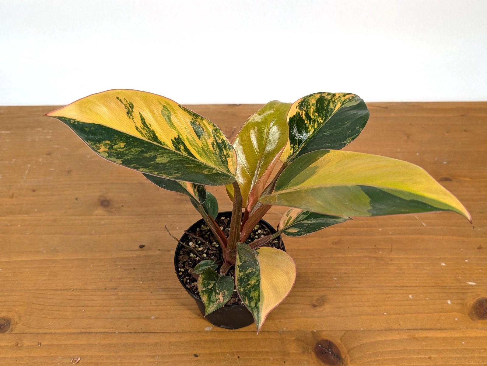 Philodendron Red Congo Variegated Plants | 4″ or 6″ pot