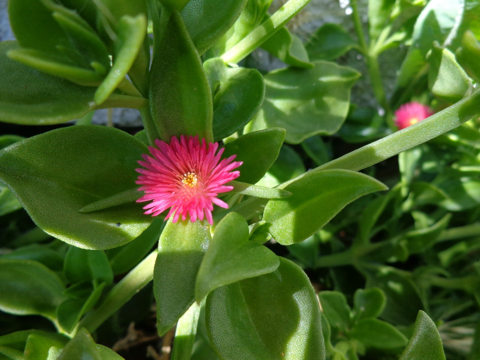 20 Cuttings Aptenia cordifolia ‘Red/Pink Apple Ice Plant’ ‘Baby Sun Rose’ 4″-7″