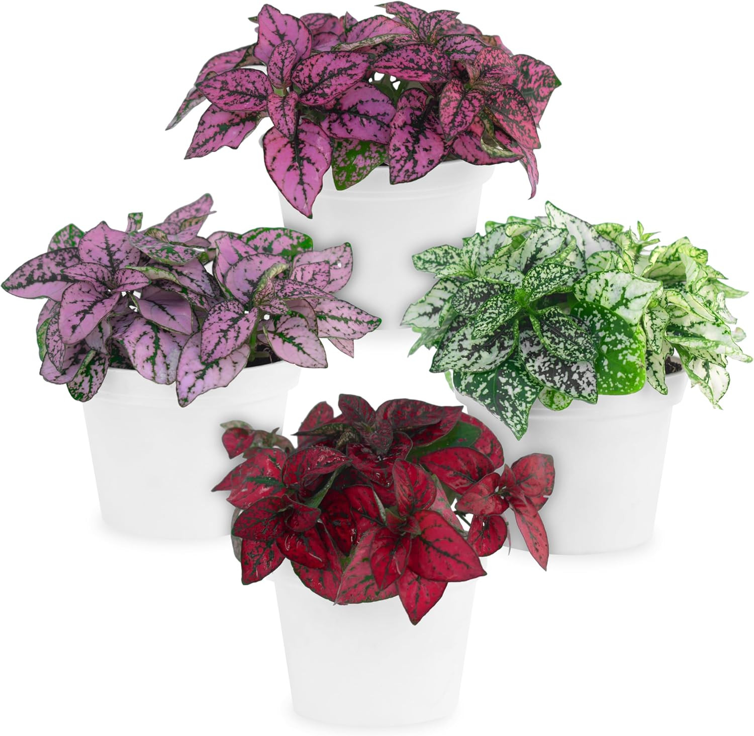 Polka Dot Plant Collection (4-Pack) – House Plants Indoors Live, Air Purifying L