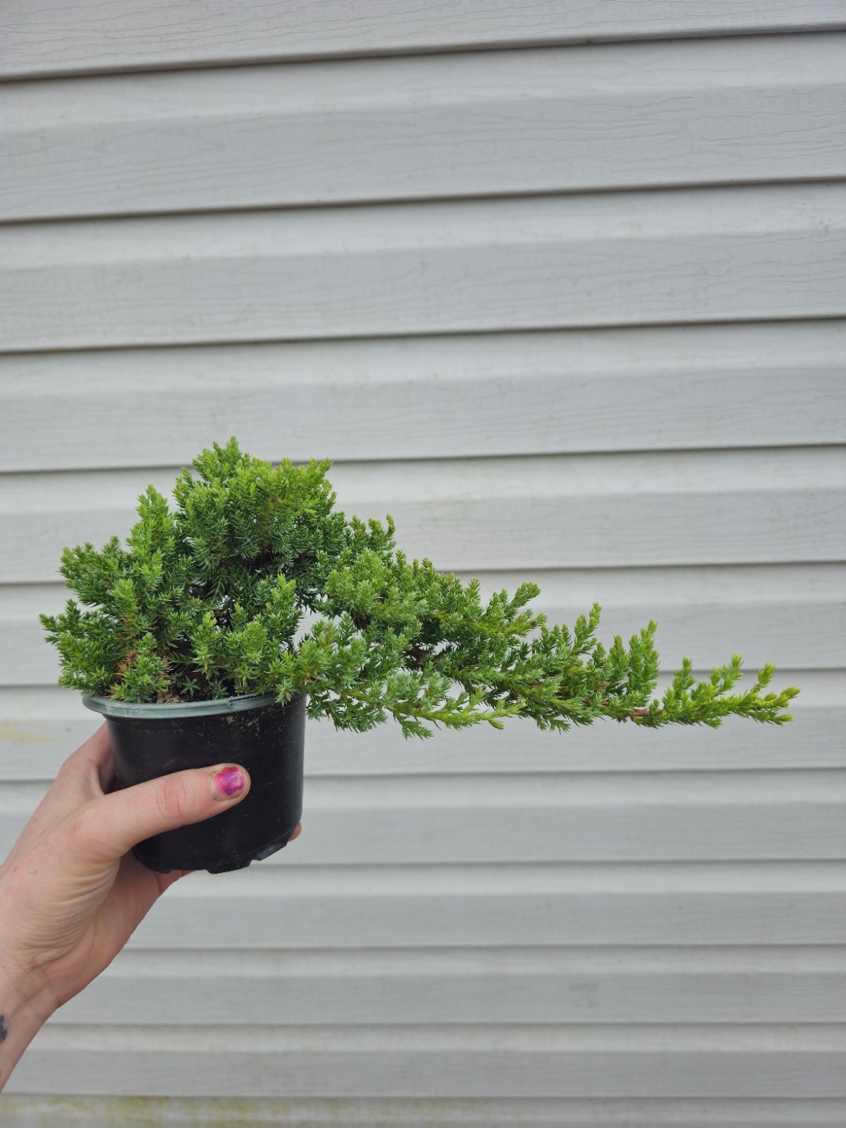 Juniper Bonsai Prebonsai Tree Procumbens Nana Japanese Garden In 4″ Plastic Pot