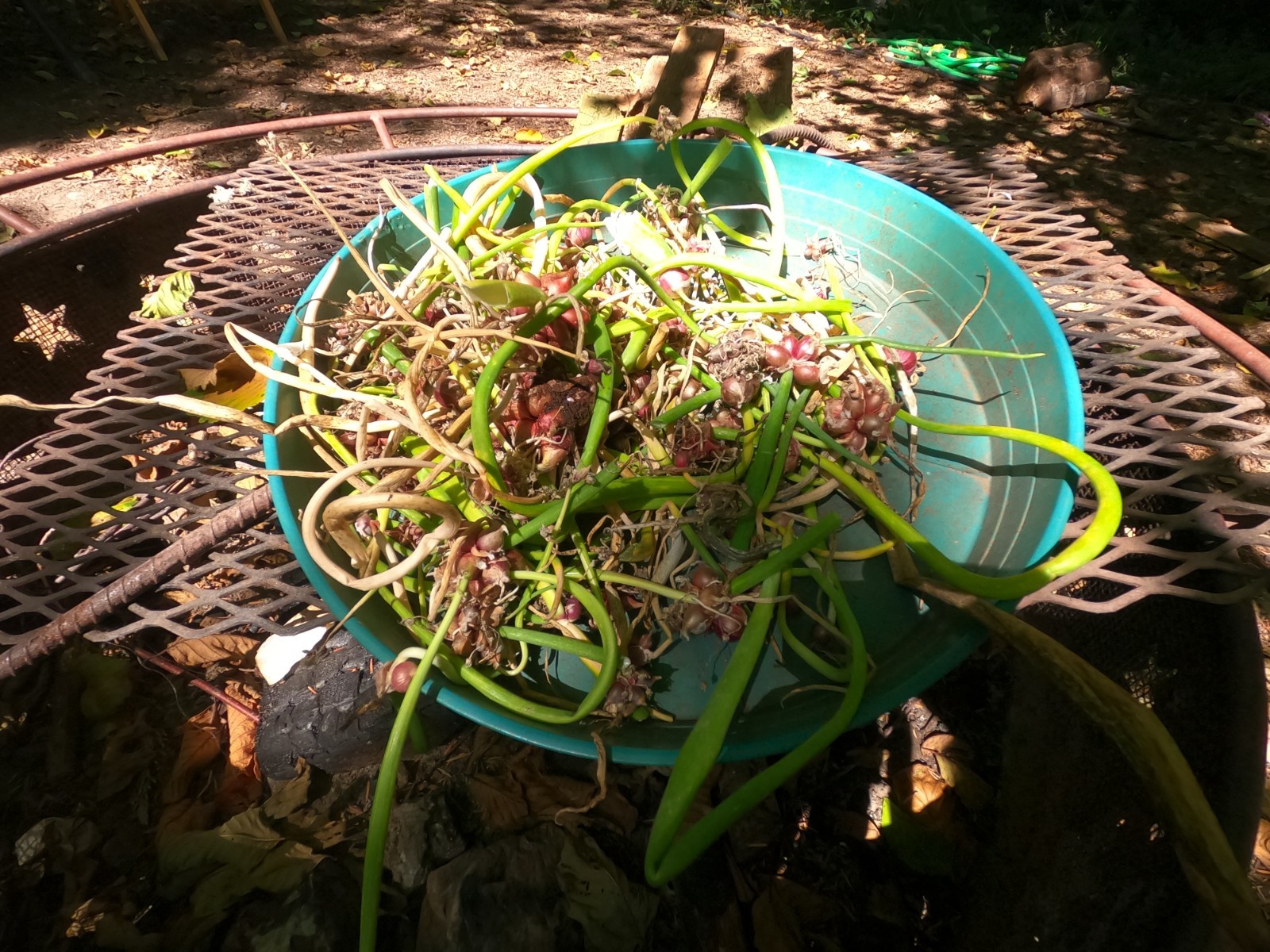 Egyptian Walking Onion Plant Plants – Heirloom Perennial onions