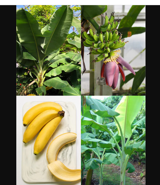 Dwarf Orinoco Musa Banana Tree–SMALL Rooted Starter Plant