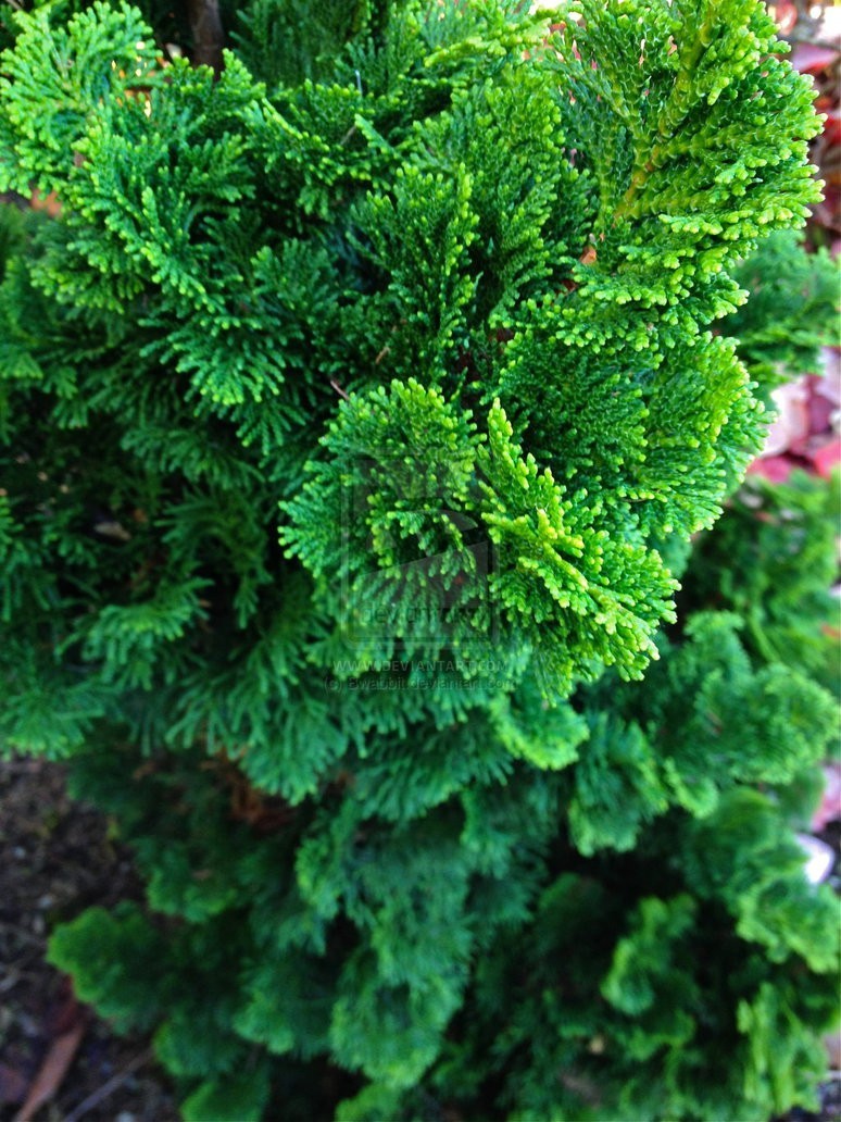 Dwarf Hinoki Cypress ( nana gracilis ) – Live Plant – ( 2.5 QT )
