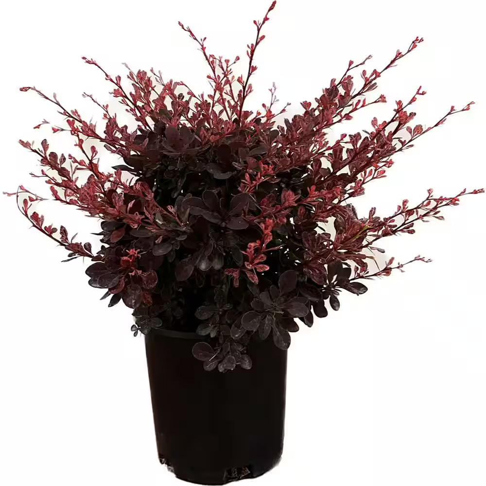 2.5 Qt. – Rose Glow Barberry Live Shrub with Deep Red, Purple Folliage and Pink