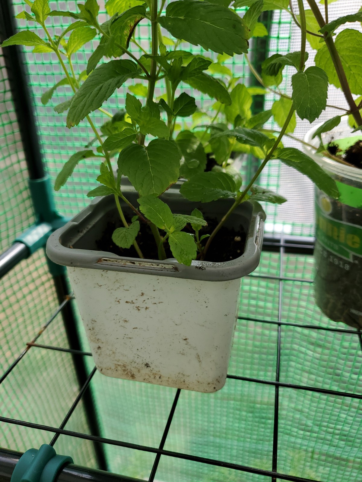 Mojito Mint Live Root