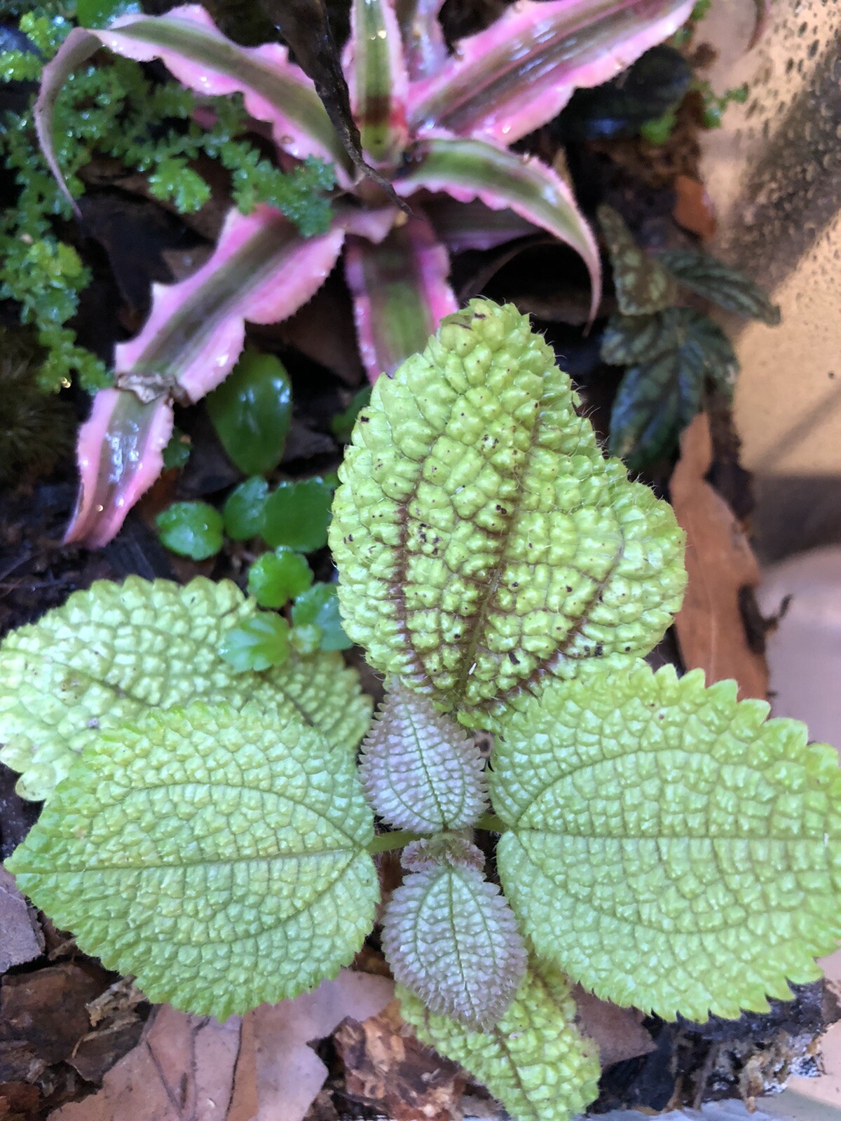 Moon Valley Pilea Mollis Terrarium Plant Cutting Plantlet Vivarium Dart Frog