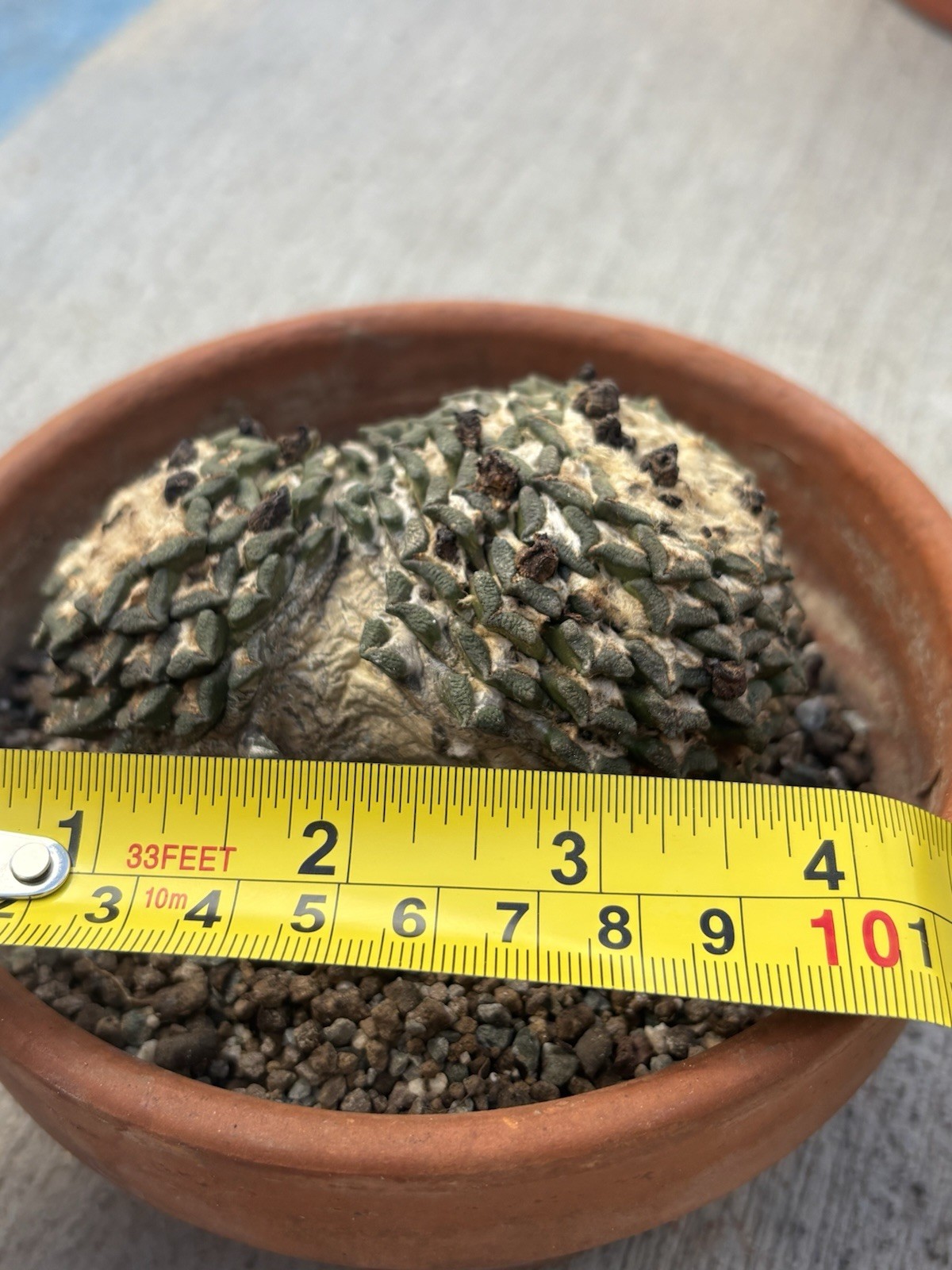 A. kotschoubeyanus