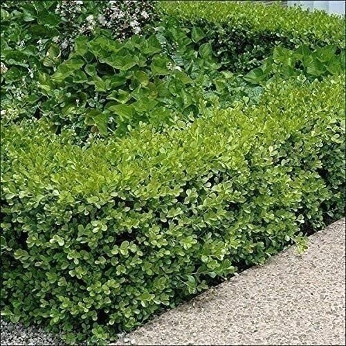Boxwood Japanese | 4 Inch | Buxus microphylla | Formal Hedge | Evergreen Plant