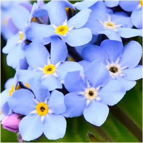 Mixed Forget-Me-Not Seeds For Planting (Myosotis alpestris)