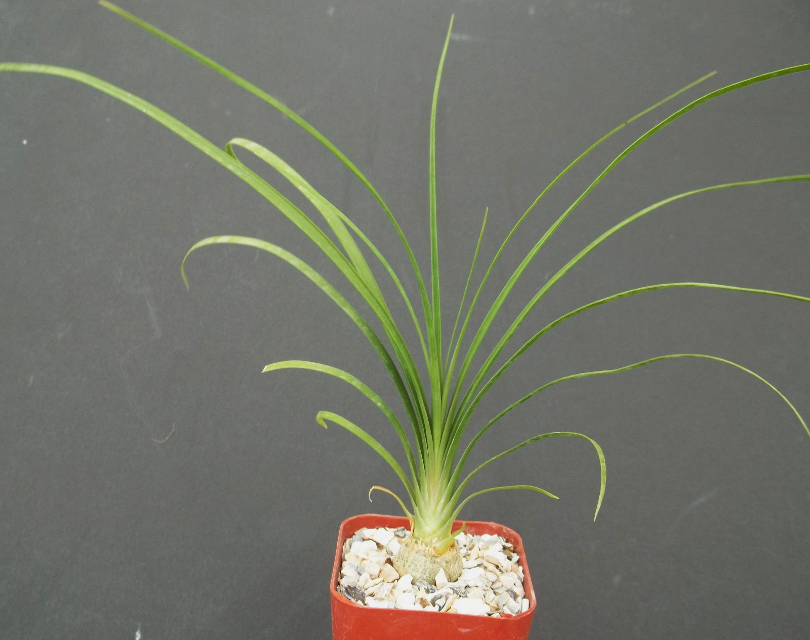 Beaucarnea Recurvata, elephant foot ponytail palm caudex bonsai plant 2″ pot
