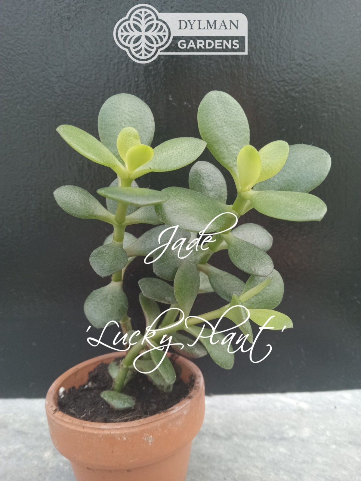 Jade Plant (Crassula Ovata) – Lucky Plant – Indoor Houseplant – Multiple Sizes