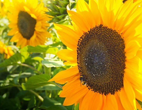 35 Mammoth Grey Sunflower Seed, Heirloom & NON-GMO, Fresh Seeds for Your Garden