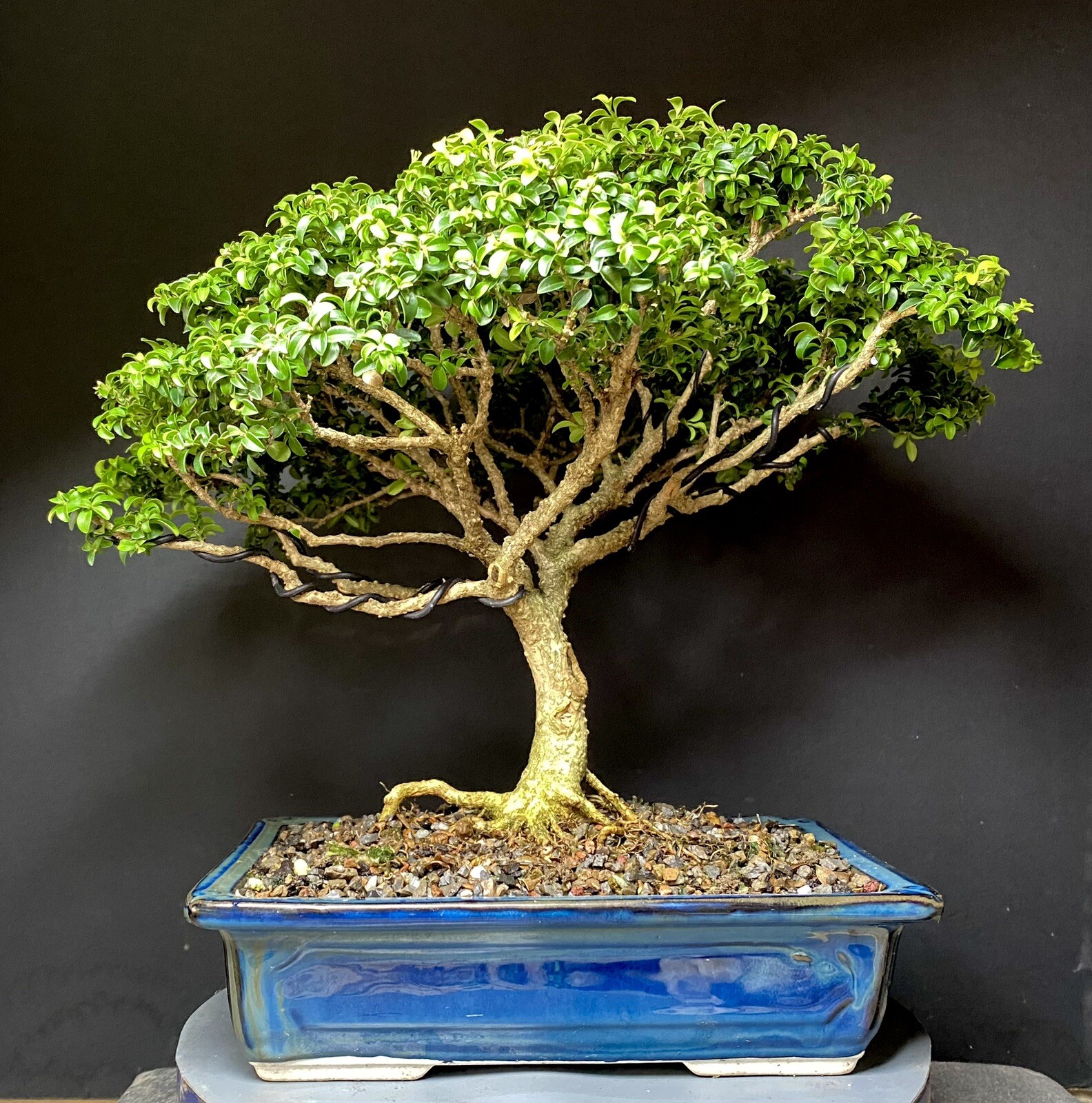 Bonsai Tree Kingsville Boxwood 25-27 Years 11 1/2” Tall, Taiwan Blue Glazed Pot
