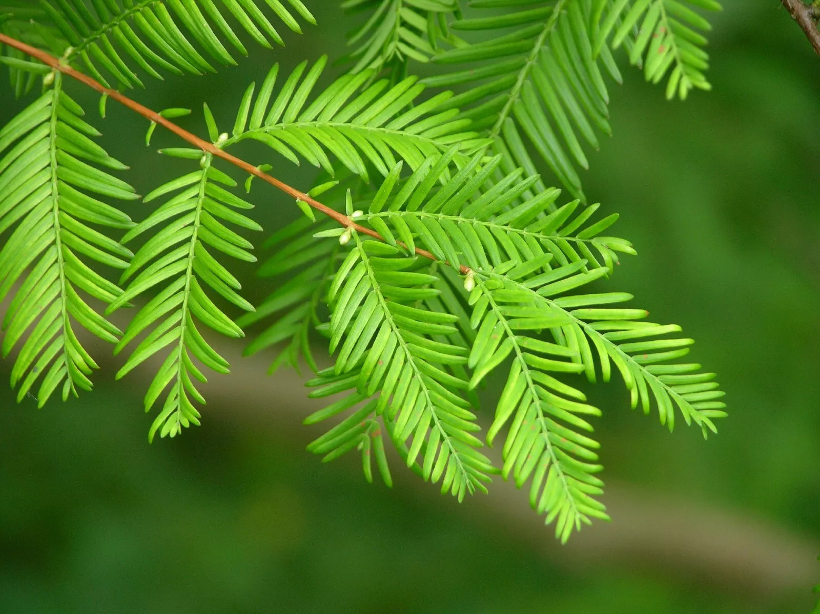 Dawn Redwood {Metasequoia glyptostroboides} Fast Growing 25+ SEEDS USA POST