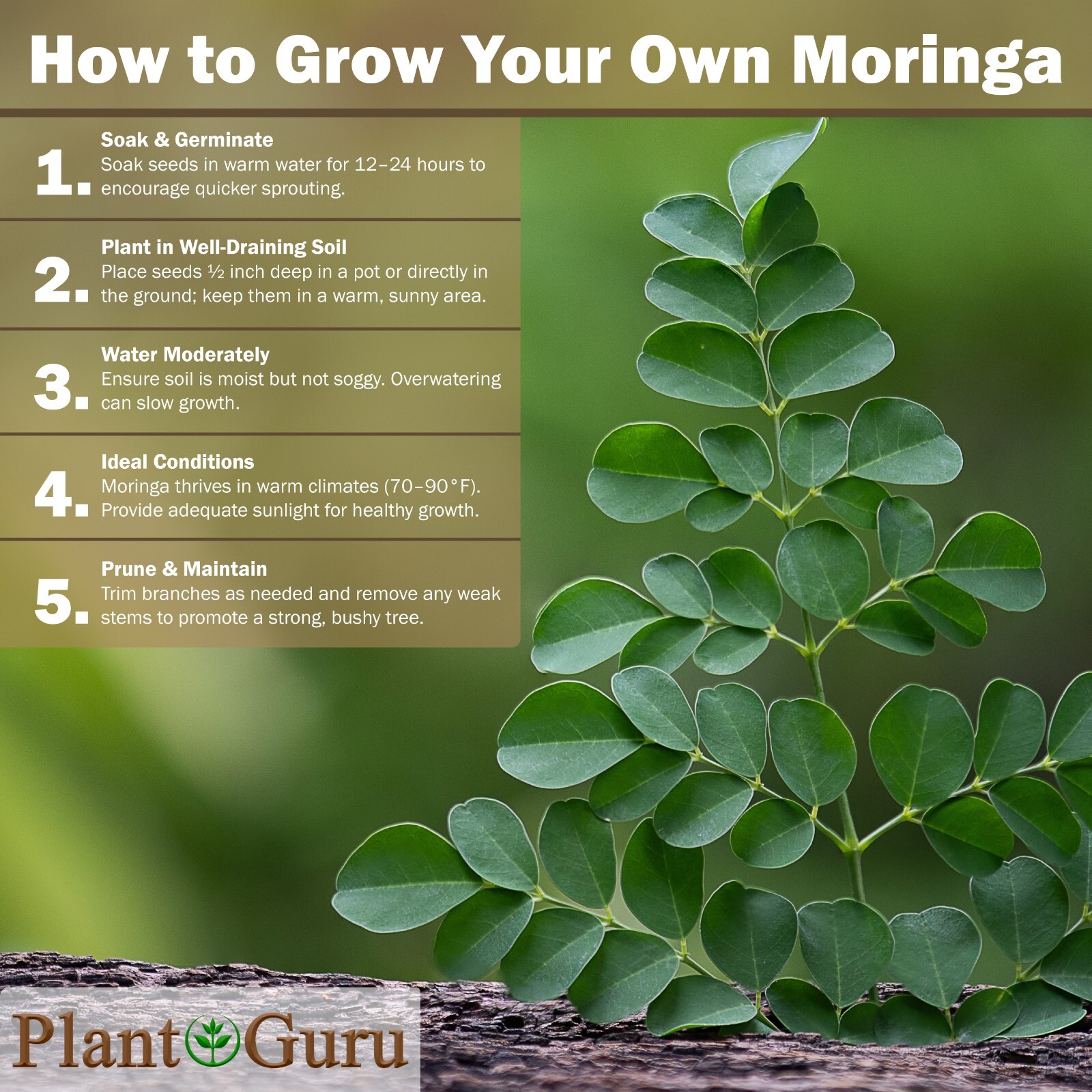 800 Moringa Oleifera Seeds 8 oz. WINGLESS Fresh Organic Semillas de Moringa Tree