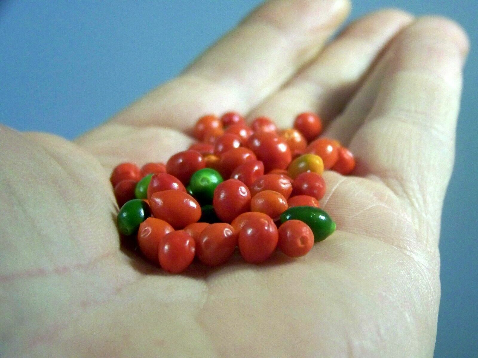 CHILTEPIN PEPPER SEEDS – 20 seeds, free shipping, 2023 harvest for 2024 planting
