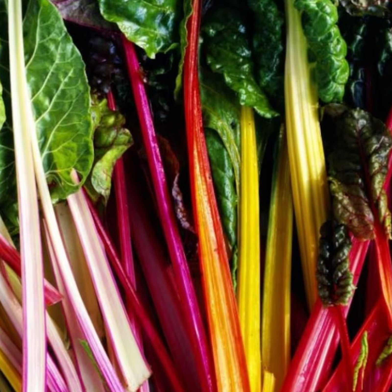 Rainbow Swiss Chard Seeds. USDA Organic. FREE SHIPPING!