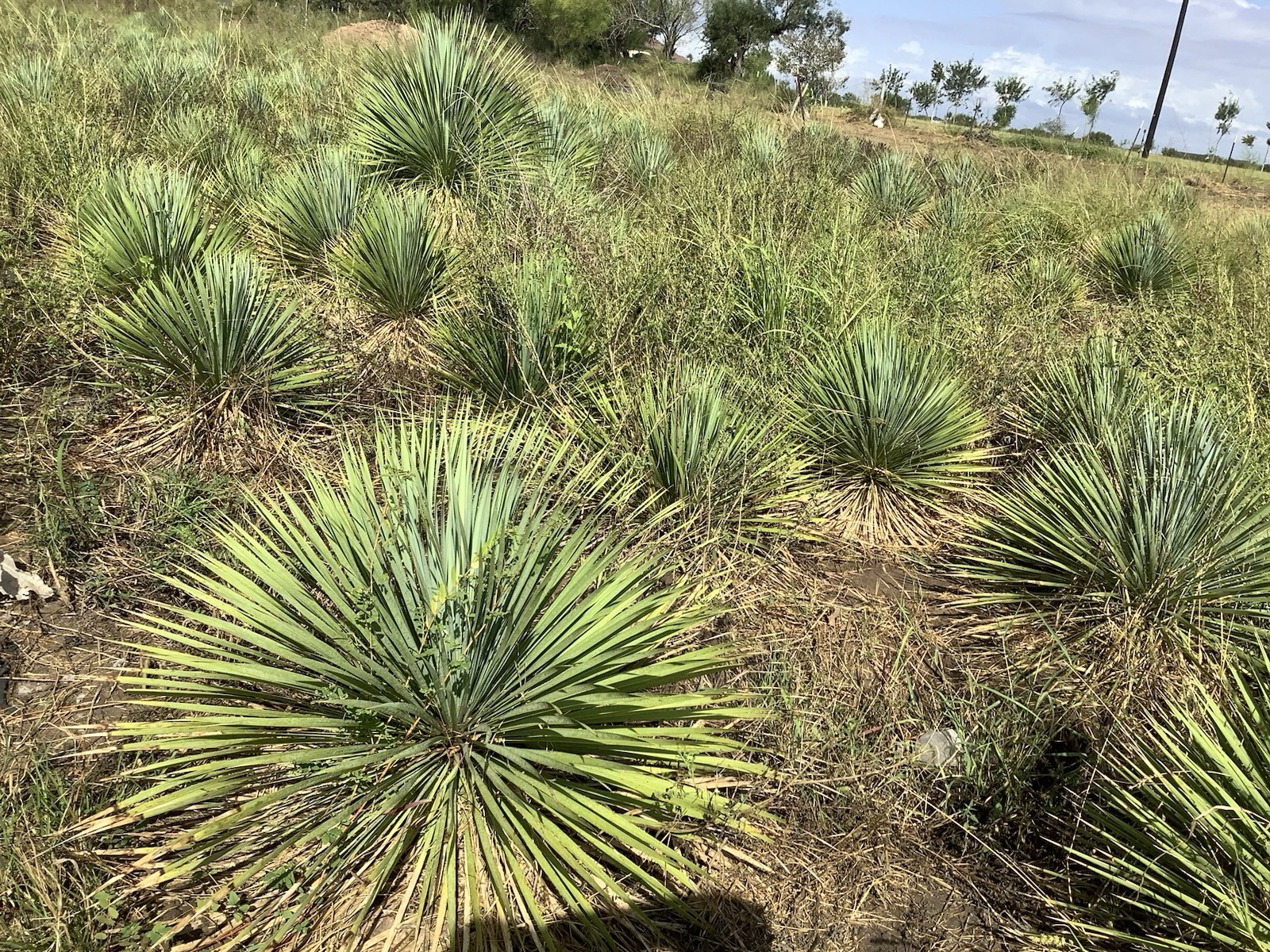 Blue Yucca Rostrata Palm Trees Bare-root Plant About 2ft Tall Overall