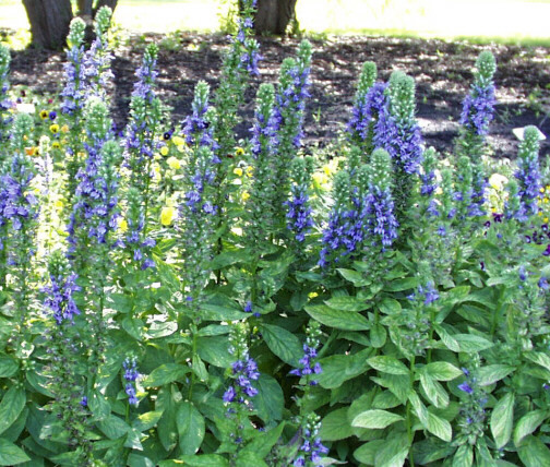 Giant blue lobelia 253 SEEDS, LOBELIA SIPHILITICA hardy, EZ to grow, USA seller