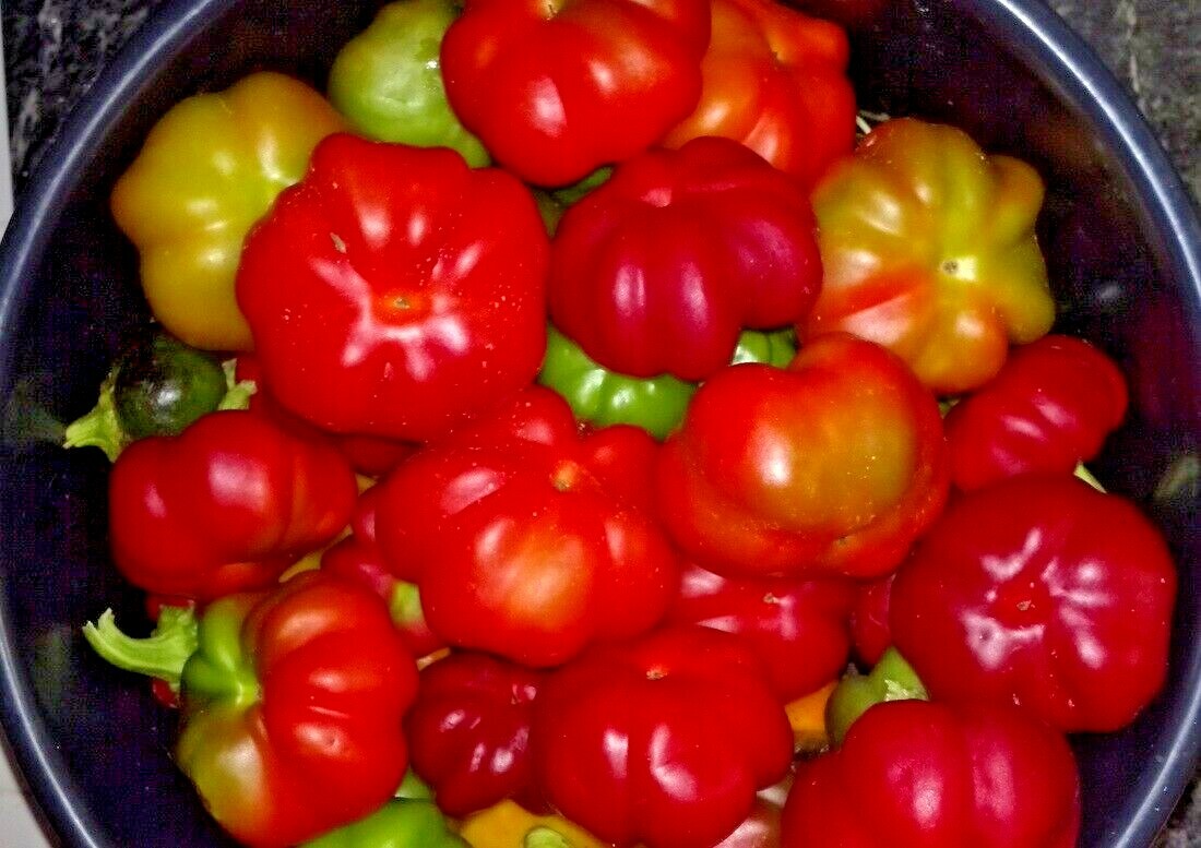 100+PIMENTO Sweet PEPPER Seeds Organic Summer Vegetable Garden Container Easy