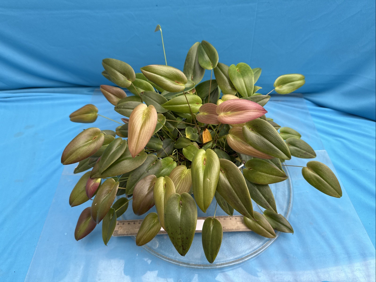 Pleurothallis palliolata Clamshell Orchid Species Cool Grower 9” Basket