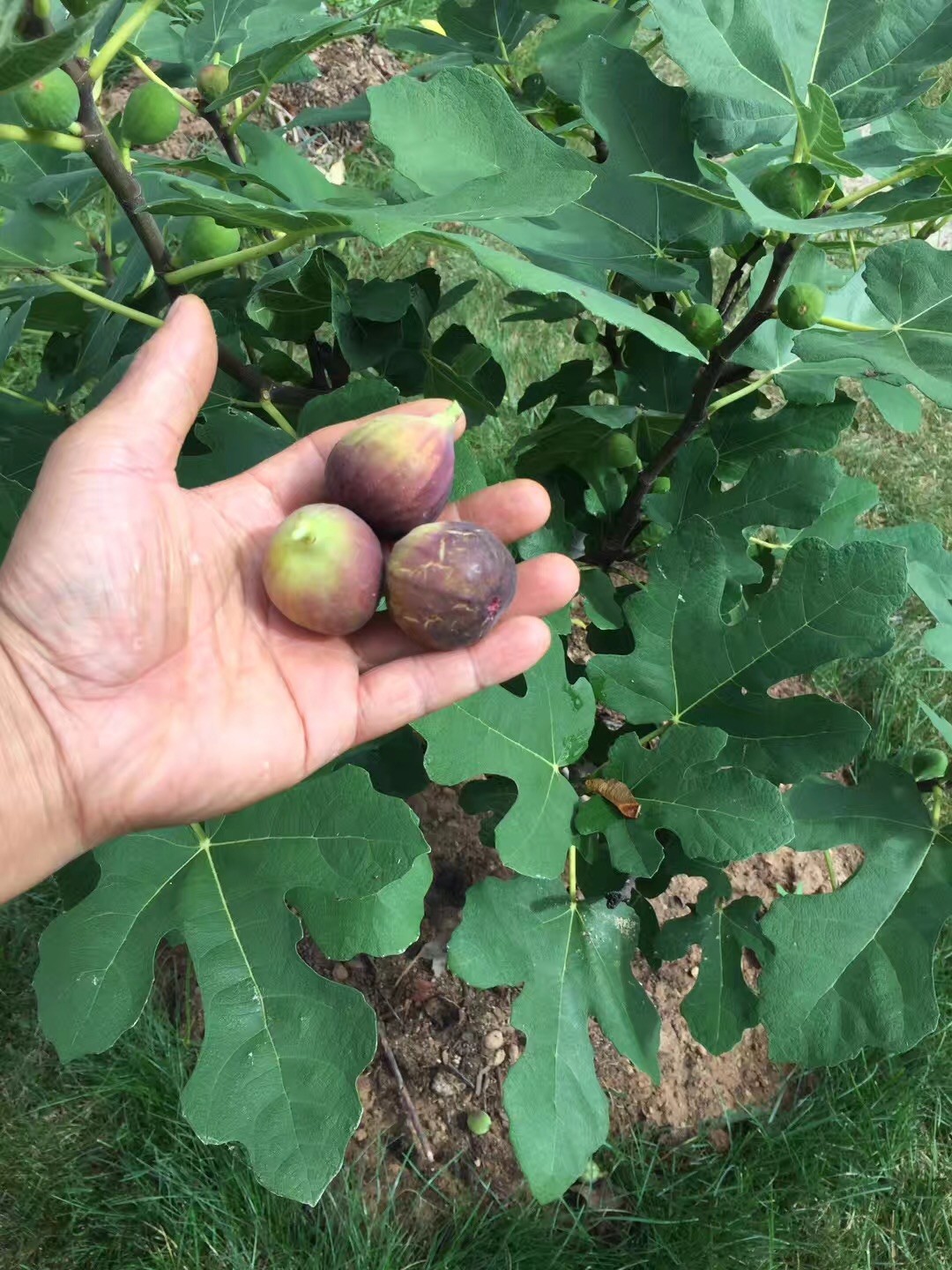 Two Fig Trees