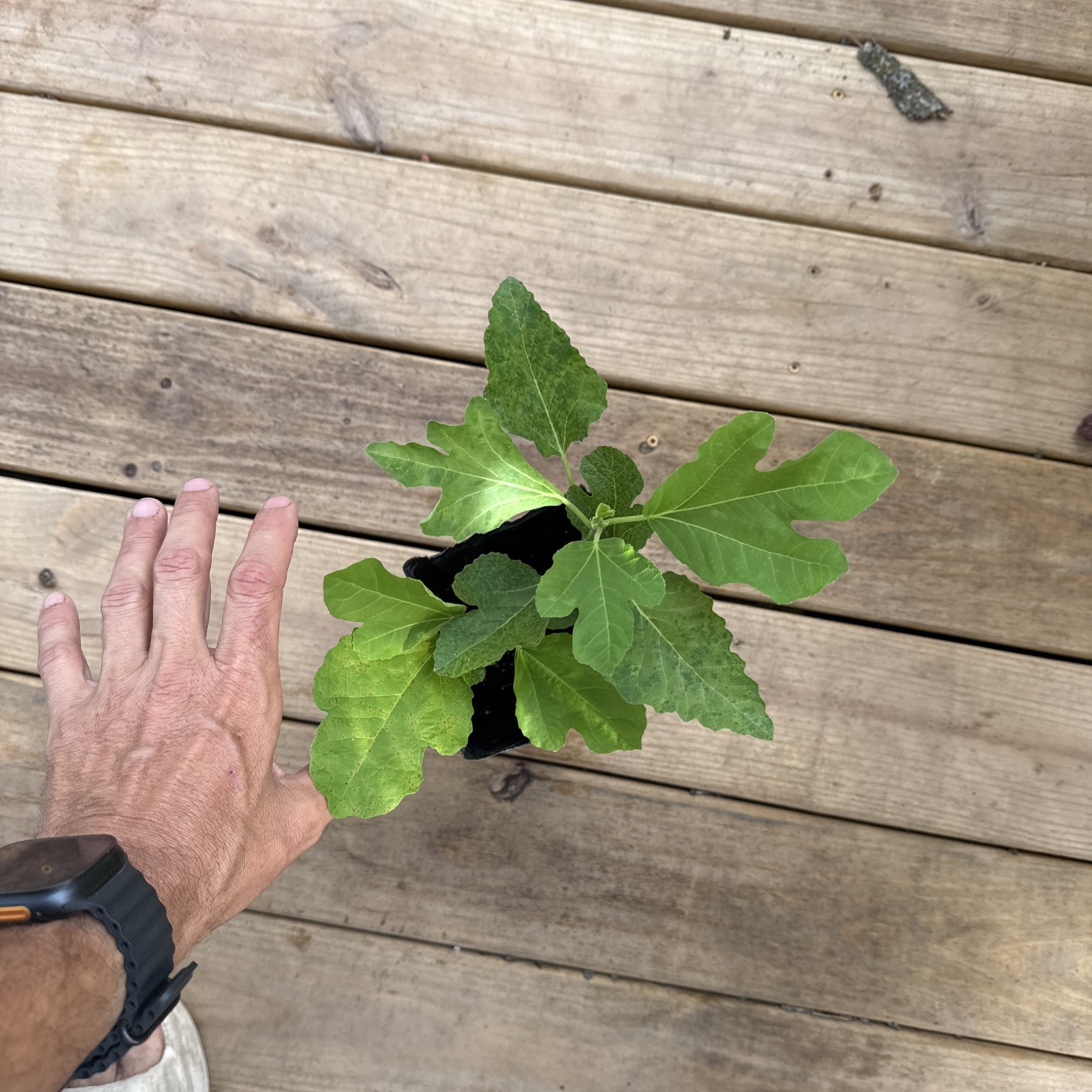 Alma Fig Tree young 🌲