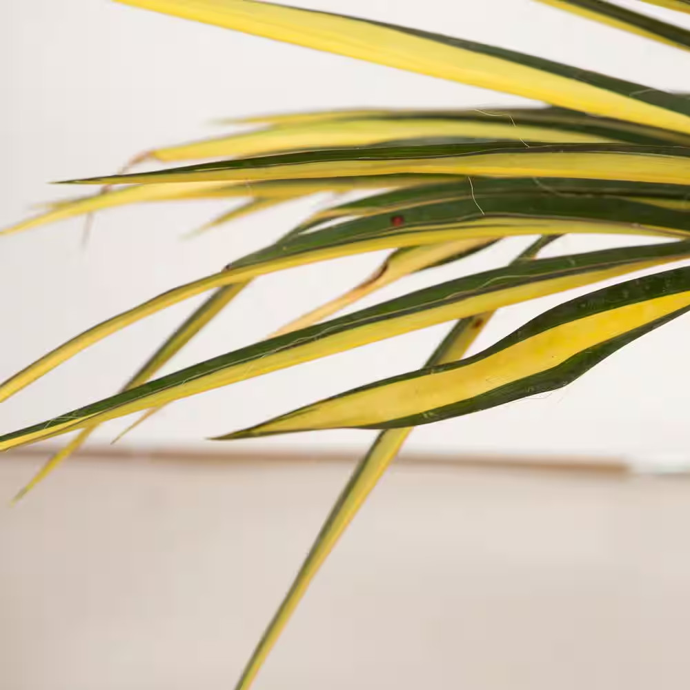 1.5 Gal. Color Guard Yucca (Adam’S Needle) with Variegated Creamy White and Dark