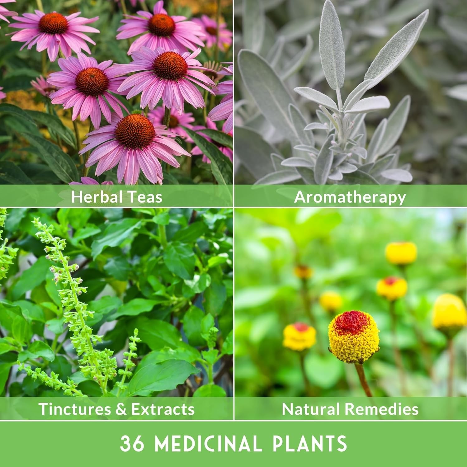 Ultimate Medicinal Herbs Collection – 36 Variety Pack of Herb Seeds for Growi…