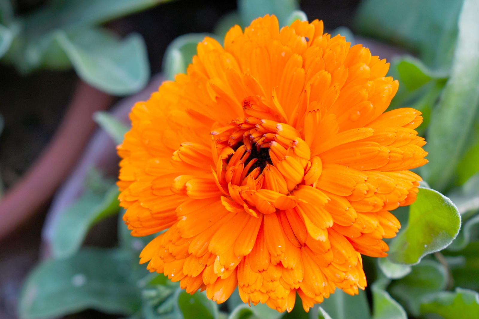500 PACIFIC Beauty ORANGE MARIGOLD Calendula Officinalis Flower Seeds