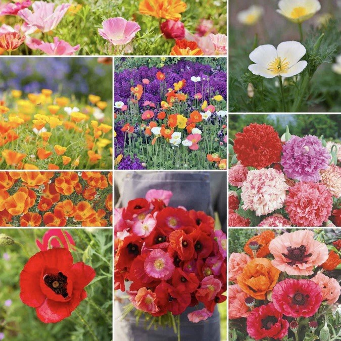 500+ Poppy Flower Seed Mix – Poppy Power | Perennial, Annual USA Seller.