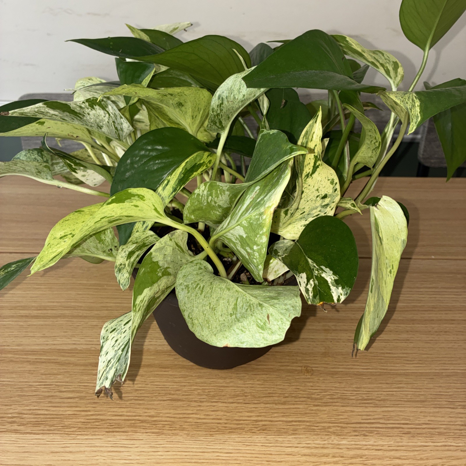 Pothos Marble Snow Queen stripe snow white Vine live plant 6″pot