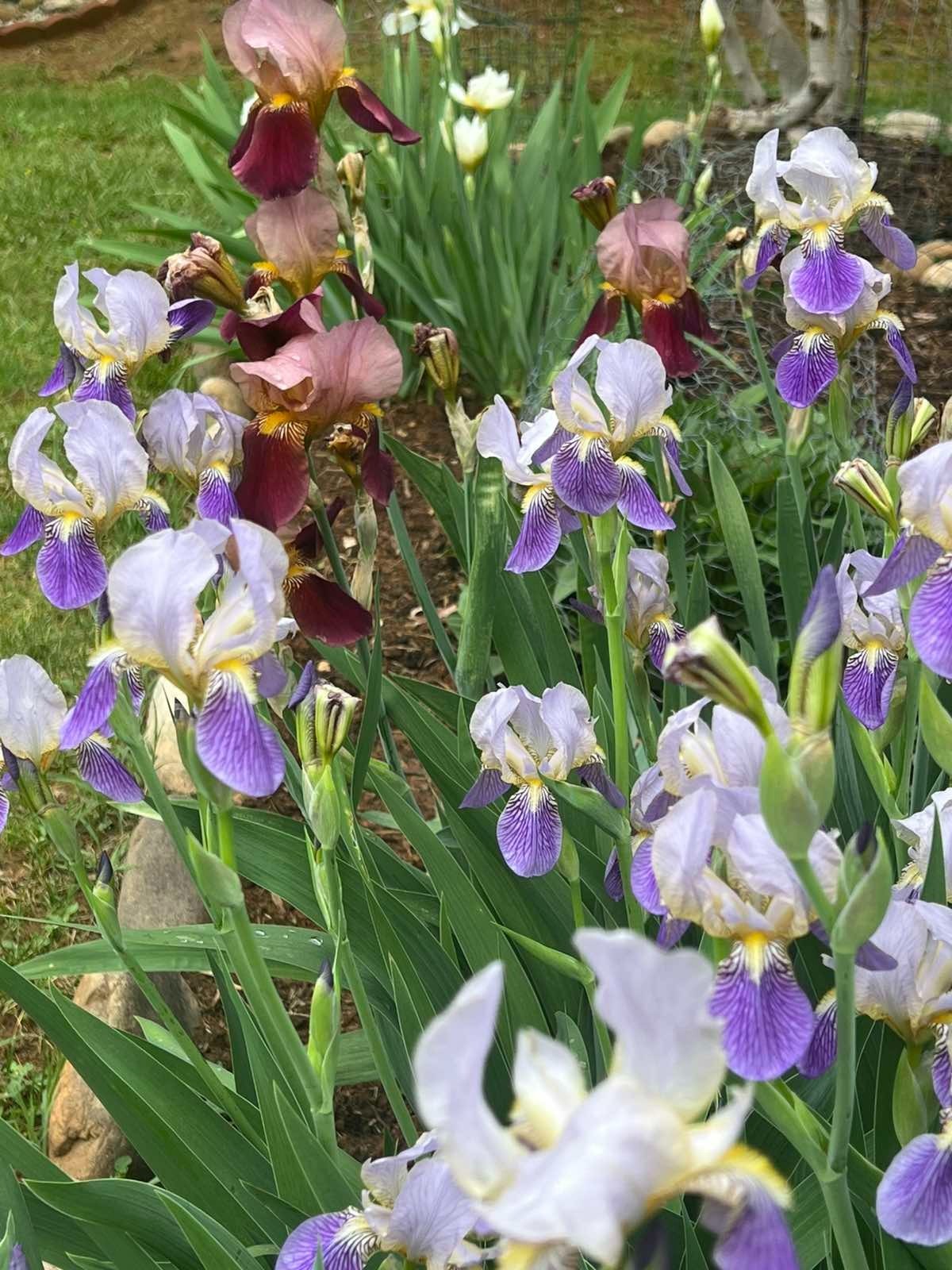 8X Iris Mixed Varieties Live Bulbs 4 White Lavender/Purple +4 Pink/Burgundy