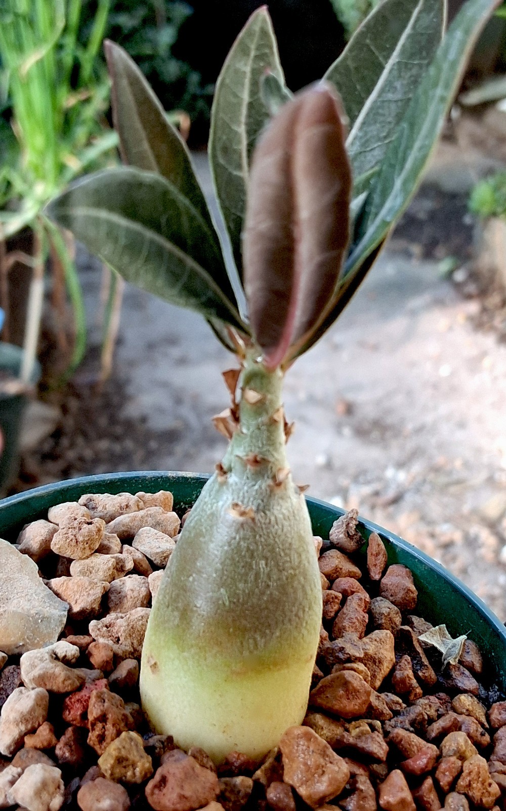 Adenium crispum × arabicum hybrids—bold base, breathtaking blooms, extraordinary