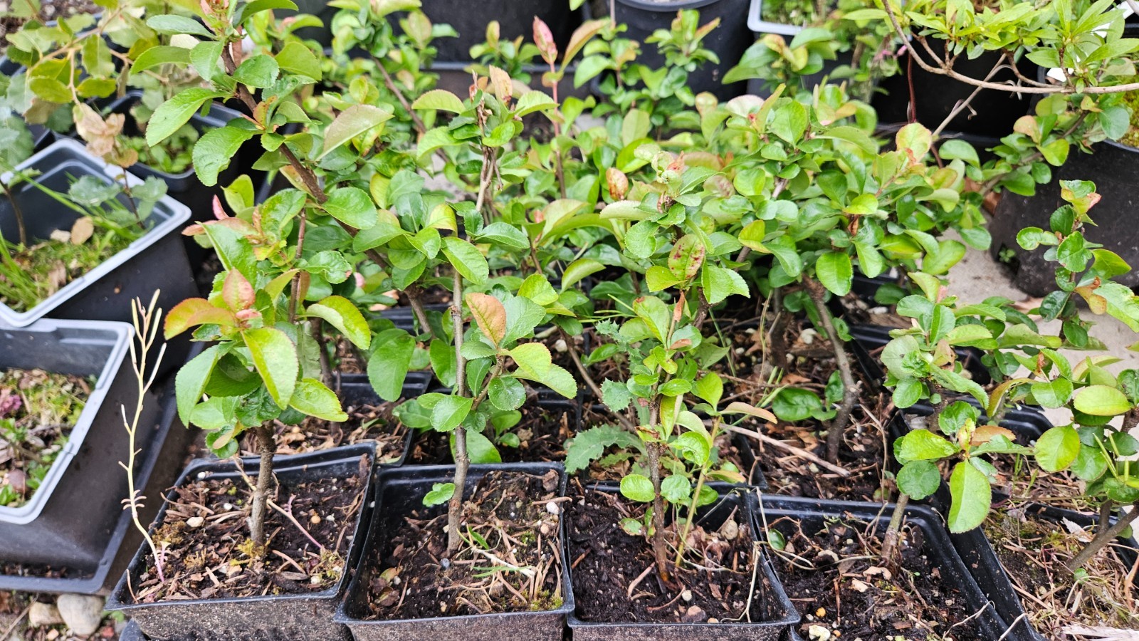 Chaenomeles Speciosa “Texas Scarlet” (Red Flowering Quince) Plant