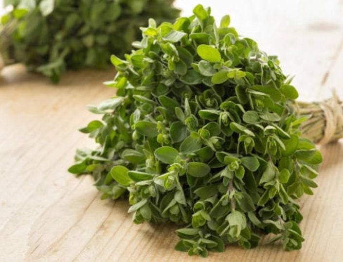Origanum vulgare Seeds | Flowering Herb Seeds for Planting,