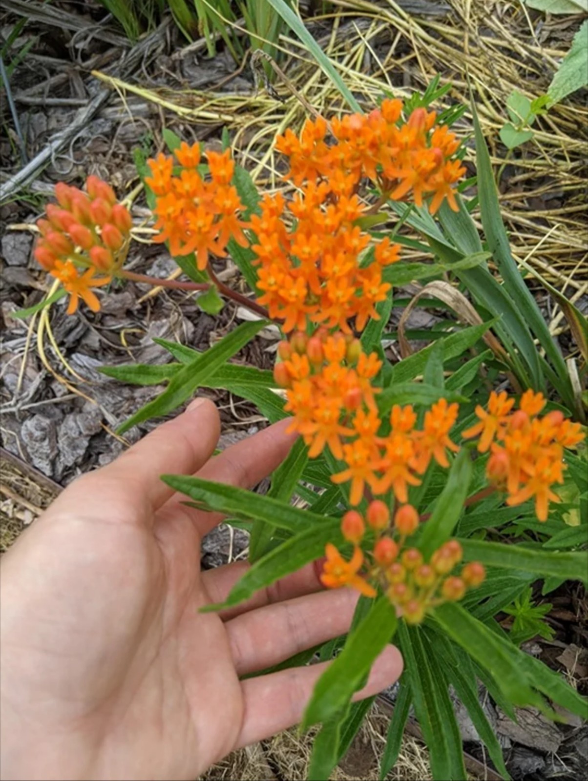 Organic Heirloom Orange Butterfly Weed Milkweed Seeds
